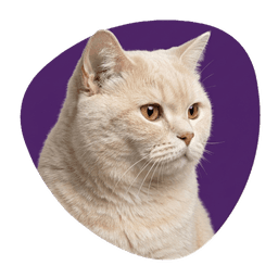 Feline Behaviour